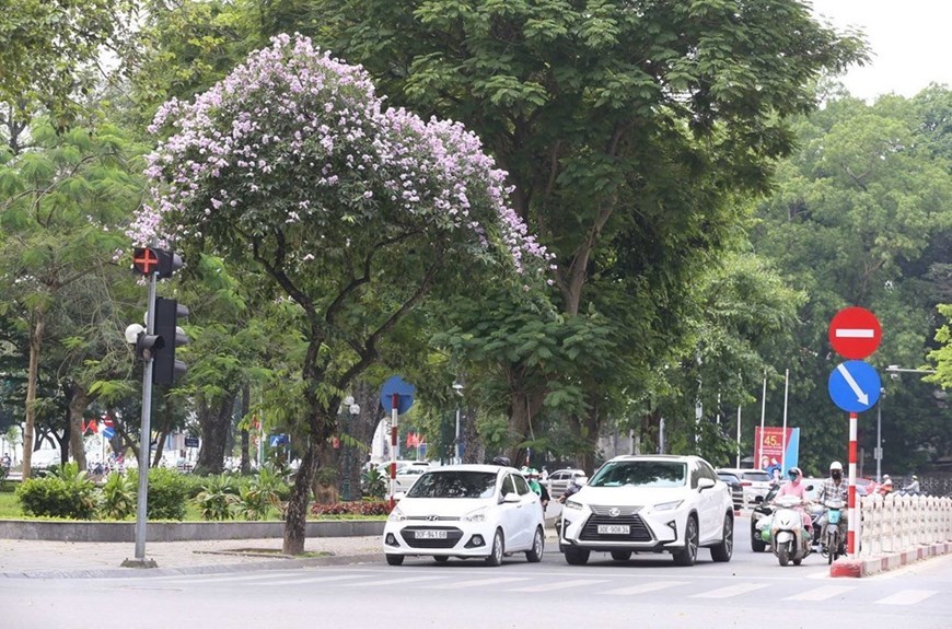 Summer flowers in Hanoi