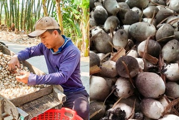 Nông dân Cần Thơ có thu nhập ổn định nhờ trồng nấm