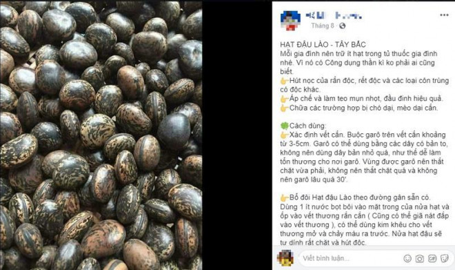 Sự thật về hạt đậu Lào có giá 'cắt cổ' vẫn được nhiều người lùng mua