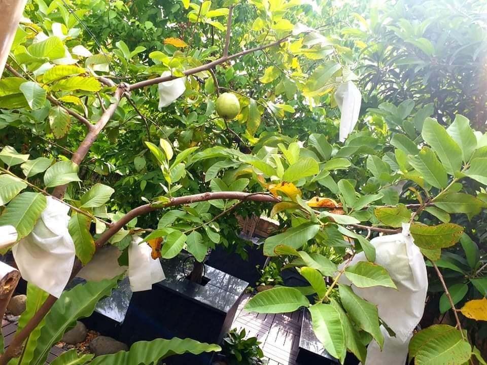Trồng cây ăn quả Sài Gòn: Sài Gòn với khí hậu ấm áp và ẩm thấp là điều kiện thuận lợi để trồng rất nhiều loại cây ăn quả. Bạn có thể tìm thấy những khu vườn cây ăn quả khổng lồ tại nhiều quận của thành phố này. Đến đây, bạn sẽ chiêm ngưỡng cách trồng và chăm sóc cây của người dân địa phương, cũng như thưởng thức những quả ngon tuyệt vời.