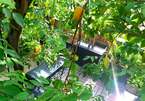 Ông chủ quán phở trồng cây ăn trái trên sân thượng, người Sài Gòn thích mê