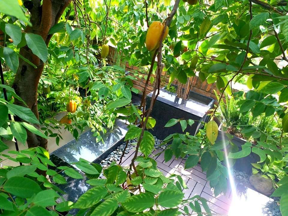 Ông chủ quán phở trồng cây ăn trái trên sân thượng, người Sài Gòn thích mê