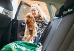 Lái xe cùng thú cưng giúp tài xế bớt căng thẳng hơn
