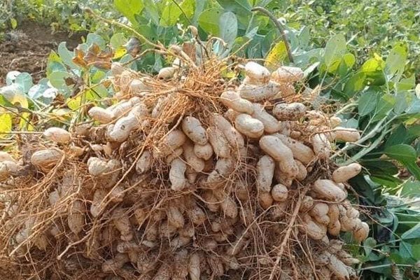 Dân xứ biển thoát nghèo, hồi sinh nhờ chuyển đổi sang trồng hành và đậu phộng