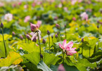 Lotus ponds a special tourist attracts in Uncle Ho’s homeland