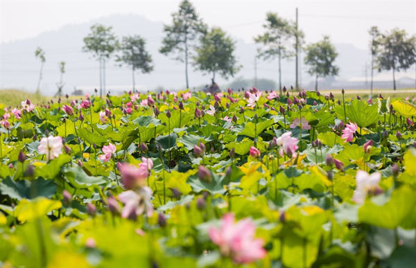 Lotus ponds a special tourist attracts in Uncle Ho’s homeland
