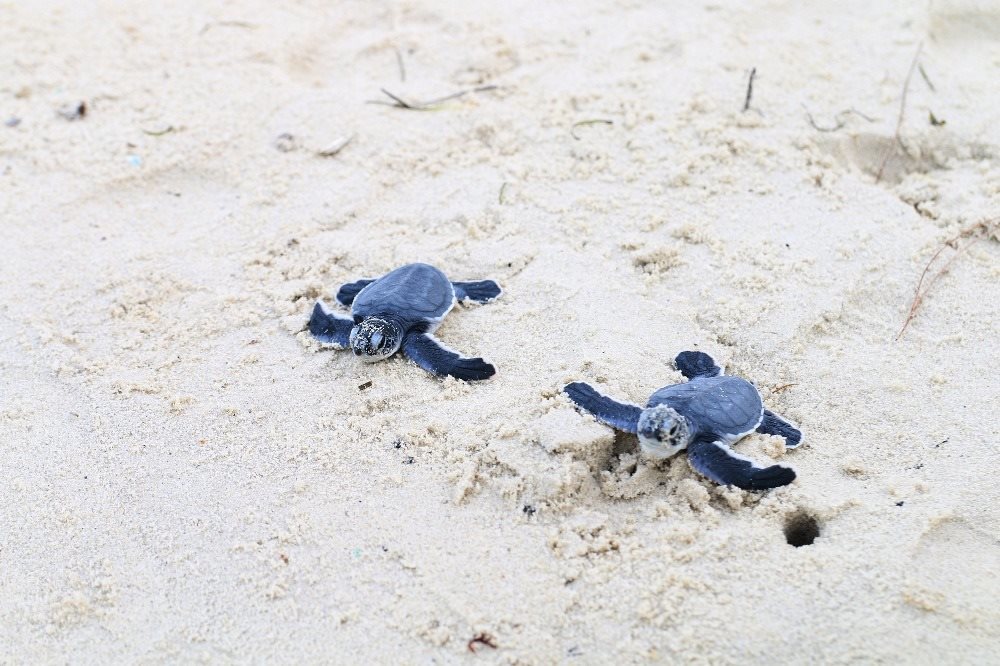 Bringing turtles back to Cham Isle