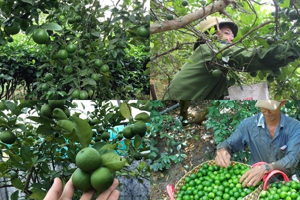 Trồng chanh trái vụ, nông dân vùng núi Nghệ An không còn túng thiếu