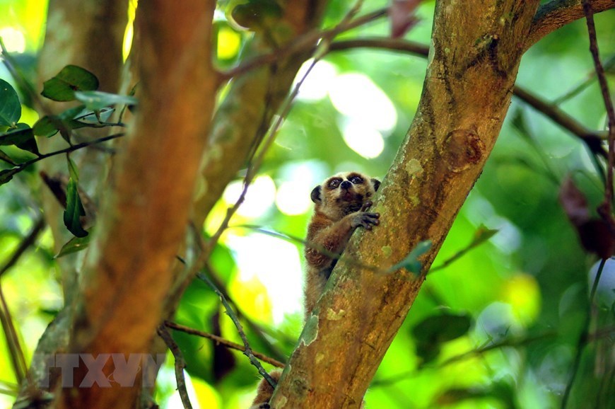 Son La releases wild loris back into nature