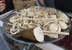 Elephants disappear as demand for ivory increases