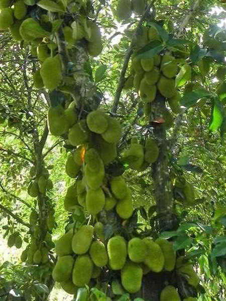 Story of nhut, a specialty of Nghe An