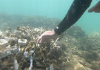 Coral reefs restoration begins in Son Tra Peninsula