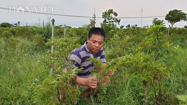Nam Định: Đinh lăng giá rẻ như cho, từ cây làm giàu thành cây 'chết dở'