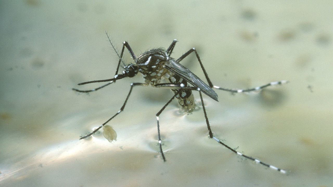 Tại sao muỗi vằn ngày càng thích hút máu người?