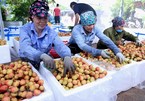 Lychee farmers enjoy early harvest