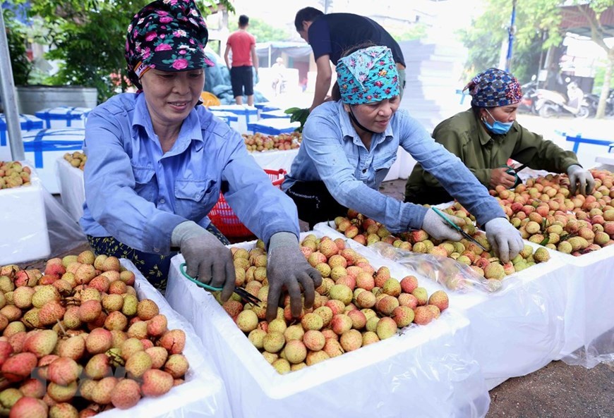 Lychee farmers enjoy early harvest