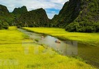Tam Coc – Bich Dong blanketed with ripen paddy fields