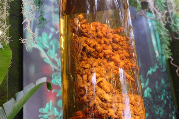 HCM City's Ginseng Museum displays 400 varieties