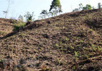 Tuyen Quang faces large deforestation