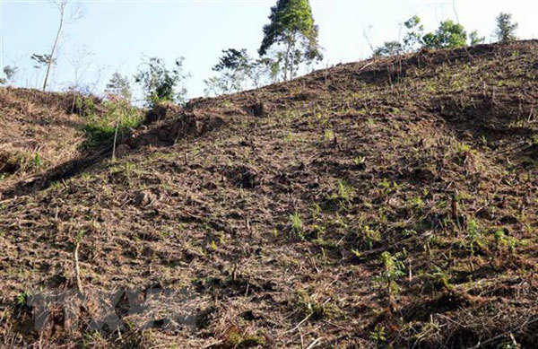 Tuyen Quang faces large deforestation