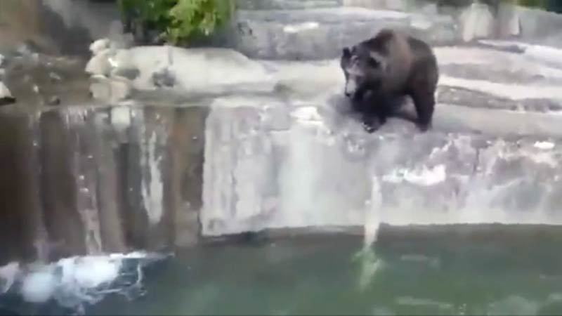 Clip gã say tấn công và định dìm chết gấu ở vườn thú Ba Lan Clip-ga-say-tan-cong-va-dinh-dim-chet-gau-o-vuon-thu-ba-lan