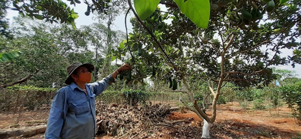 Southern fruit farmers plagued by poor harvest, low prices