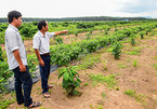 Coffee farms see high yields from new trees