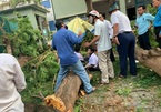 Cây phượng bật gốc trong sân trường, đè 1 HS tử vong và 12 em bị thương