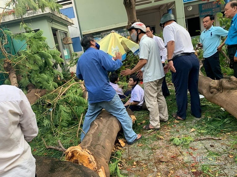 Cây phượng bật gốc trong sân trường, đè 1 HS tử vong và 12 em bị thương