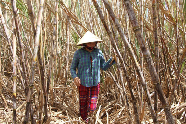 Sugarcane farmers in Soc Trang Province unable to sell crop