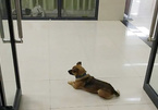 Chú chó chờ ở bệnh viện suốt 3 tháng vì không biết chủ mất vì Covid-19