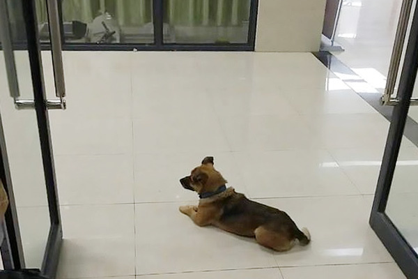 Chú chó chờ ở bệnh viện suốt 3 tháng vì không biết chủ mất vì Covid-19