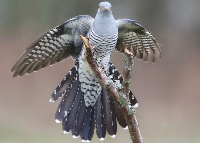 Epic 7,500-mile cuckoo migration wows scientists