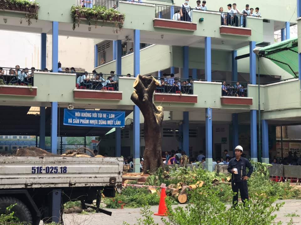 Chặt cây và hai tiếng 'trách nhiệm' trong học đường