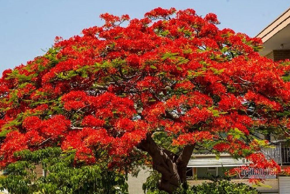 Cây Phượng Đổ Đè Chết Học Sinh, Hoa Nở Đẹp Nhưng Dễ Ngã Đổ