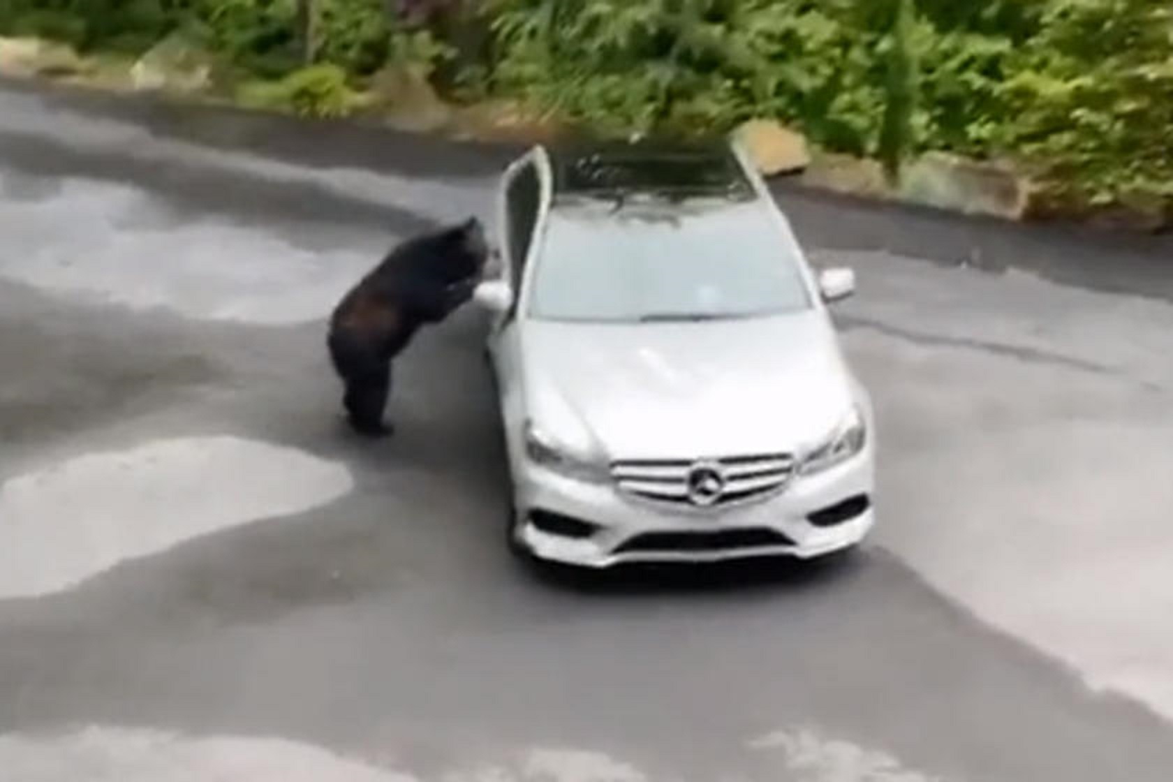 Đỗ ven đường,  ô tô Mercedes bị gấu đen 