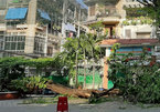 HCM City steps up inspections of trees at risk of falling