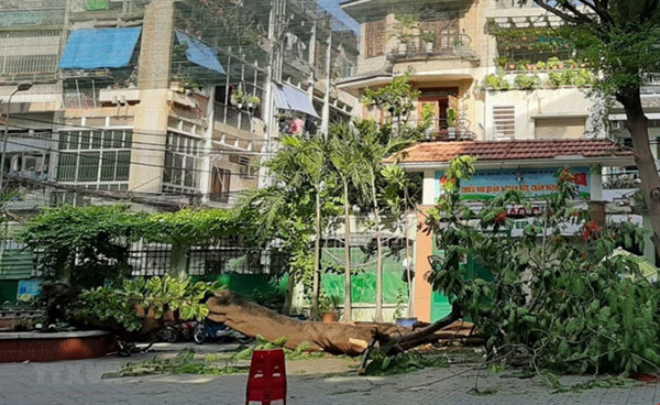 HCM City steps up inspections of trees at risk of falling