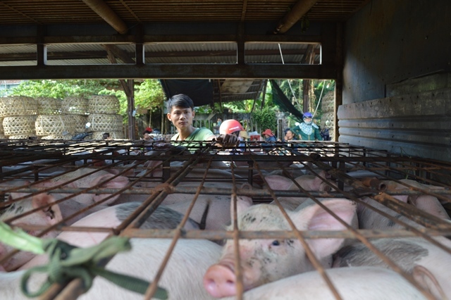 Giữa mùa khan hiếm, đắt đỏ tìm về chợ heo giống độc nhất Việt Nam