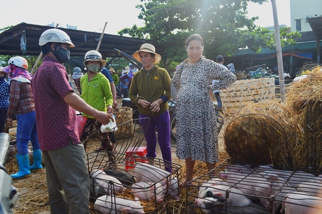 Giữa mùa khan hiếm, đắt đỏ tìm về chợ heo giống độc nhất Việt Nam