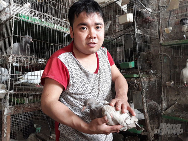 Disabled man earns good income from raising pigeons