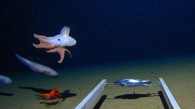 World's deepest octopus captured on camera