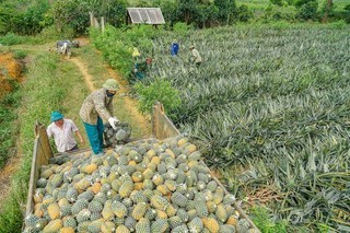 Pineapple fields in Ninh Binh province