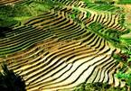 Tourism programme to highlight delights of Mu Cang Chai District