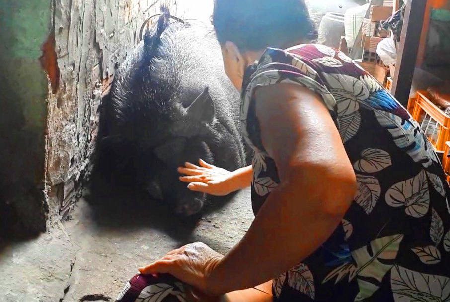 Lạ nhất Việt Nam: Nuôi heo rừng 200 kg làm thú cưng