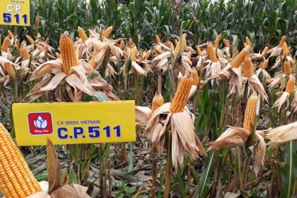 Đổi đời nhờ trồng cây ngô lai