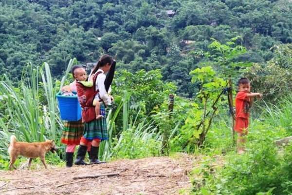 Xã Sơn Thủy đẩy mạnh quy hoạch vùng trồng cây dược liệu