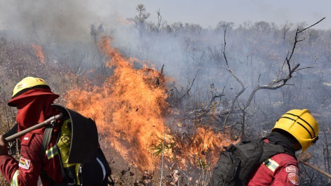 Climate change: older trees loss continue around the world