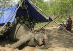 Despite conservation efforts, elephants still in decline