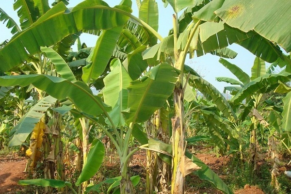 Yên Châu: Thoát nghèo nhờ trồng chuối